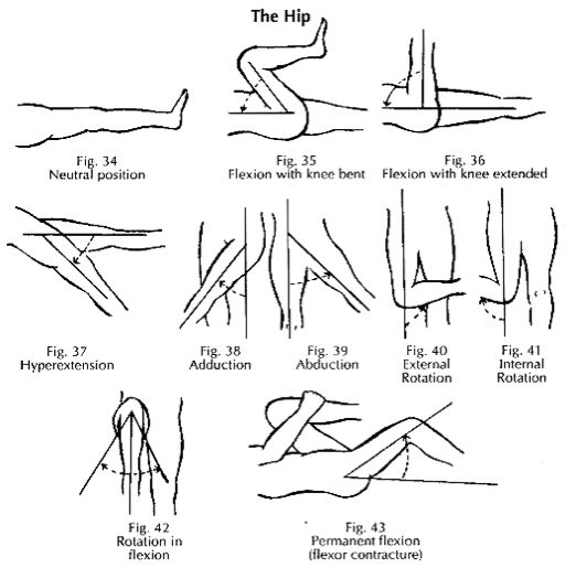 the steps to drawing an animal's legs and feet, with instructions on how to draw