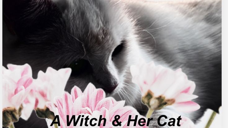 A Witch and Her Cat