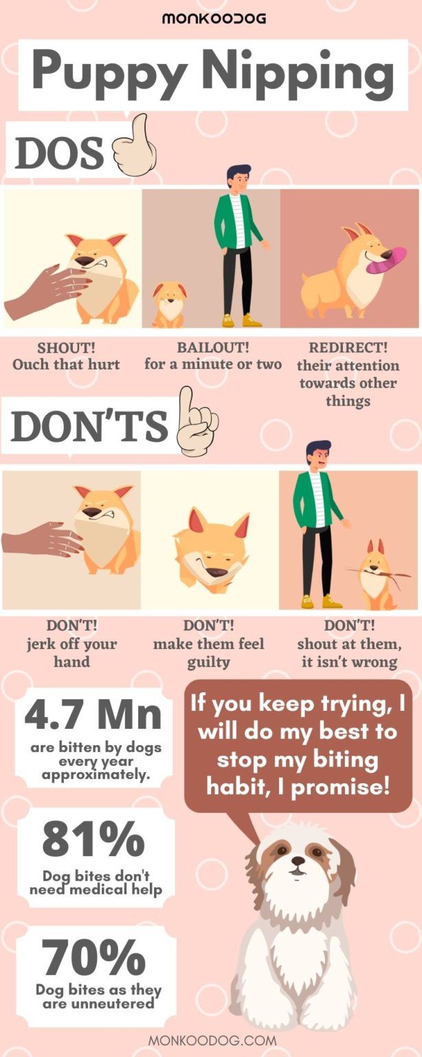 an info sheet describing the different types of dogs