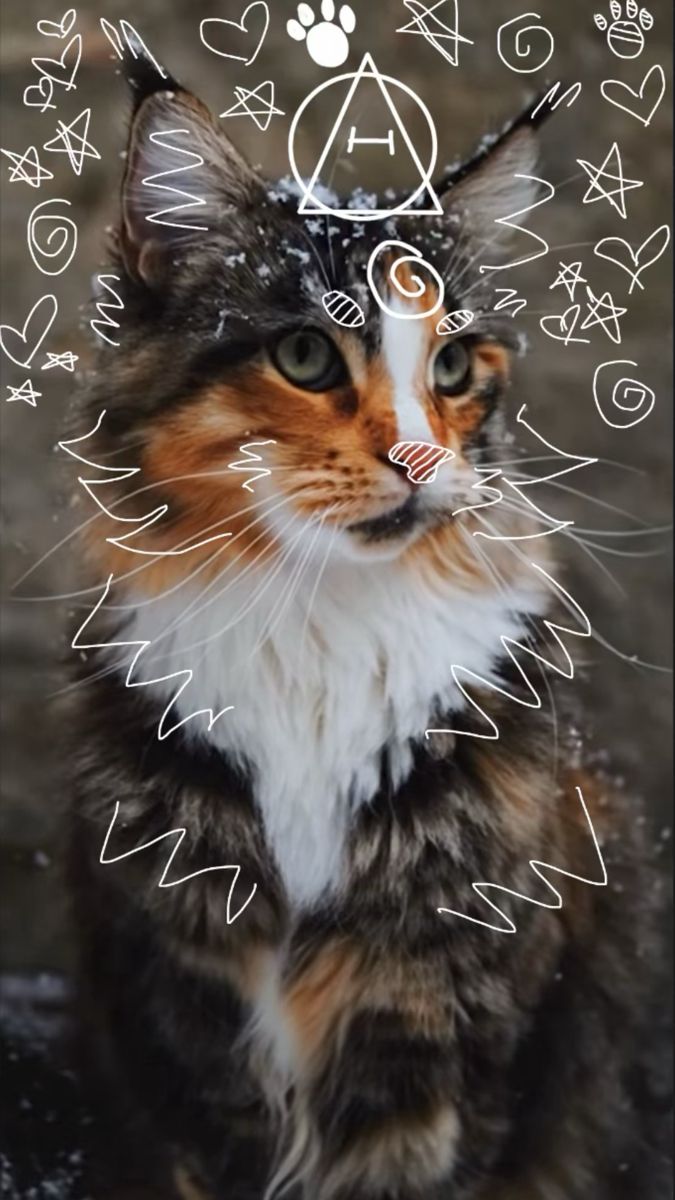 a cat sitting on top of a wet ground