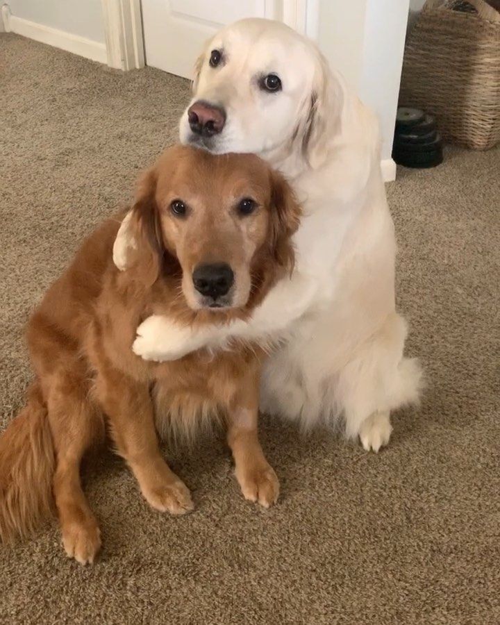 two dogs that are sitting on the floor next to each other and one is looking at the camera