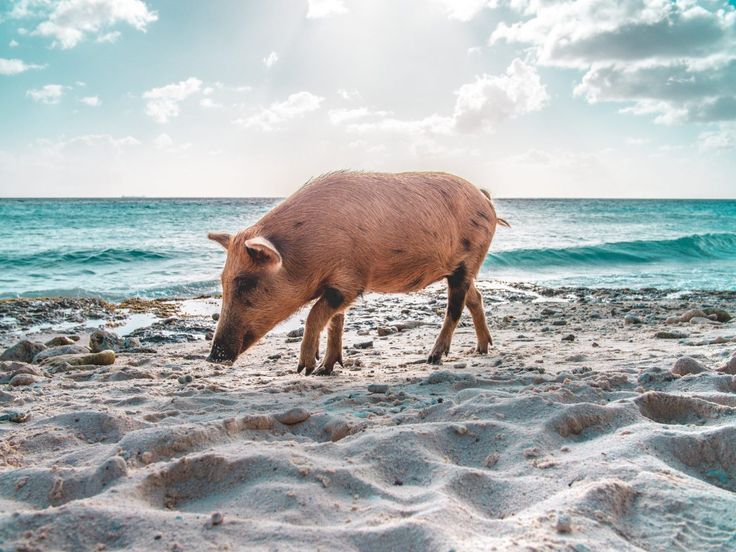 a small brown cow standing on top of a sandy beach next to the ocean under a blue sky