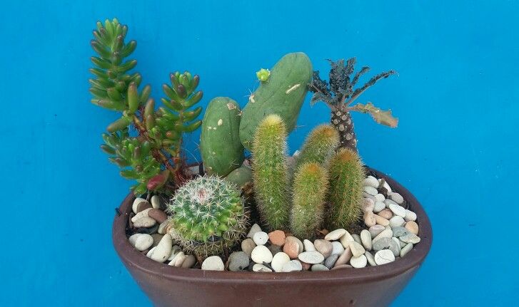 there is a potted plant with rocks and plants in it on the ground next to a blue wall