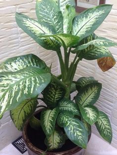 a potted plant sitting on top of a table