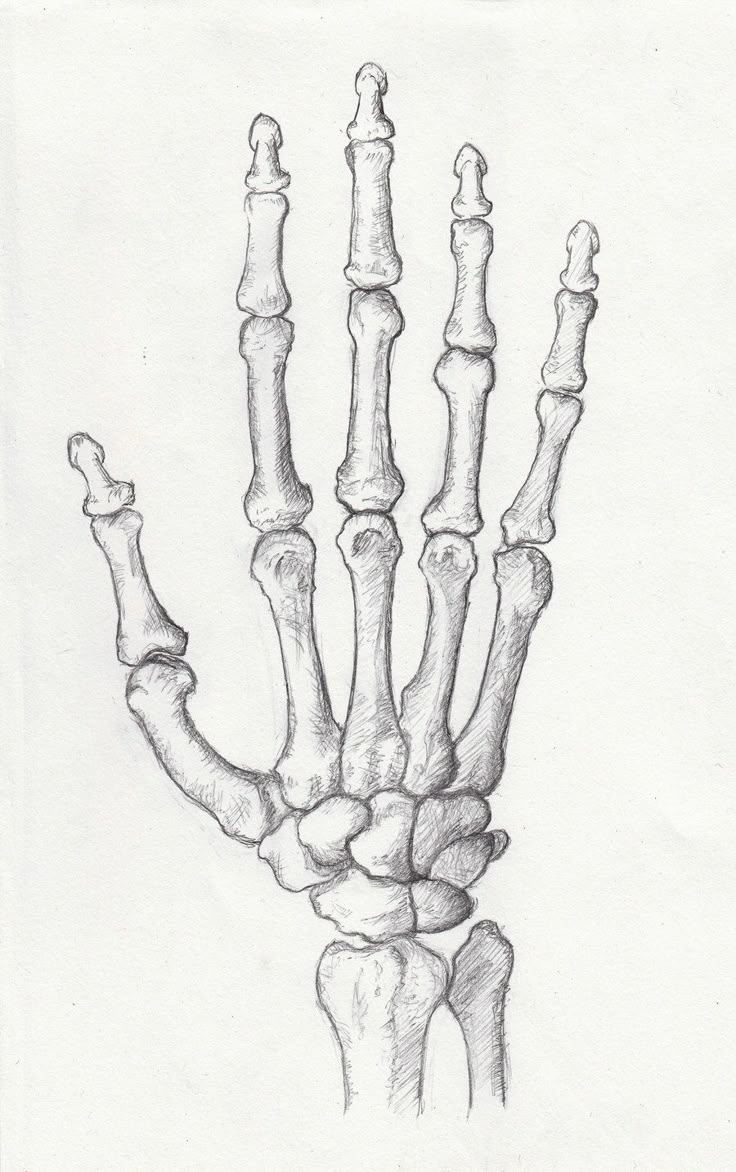 a drawing of a hand with two bones