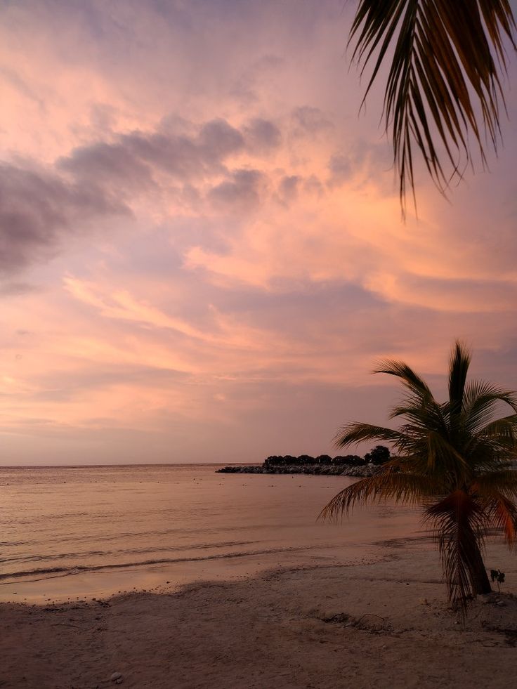 a palm tree sitting on top of a beach next to the ocean under a cloudy sky