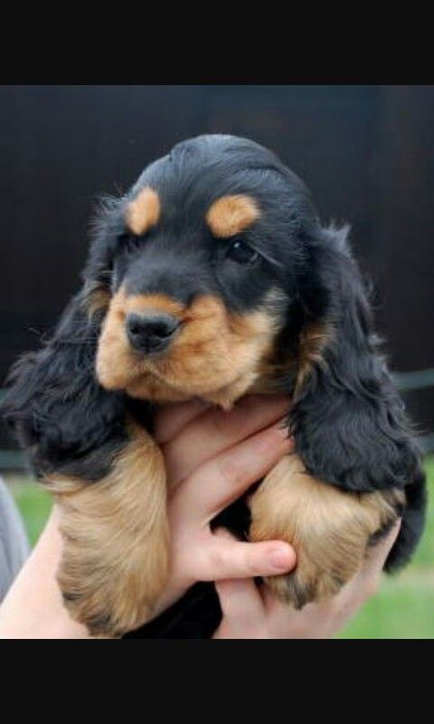 a small black and brown puppy is being held by someone