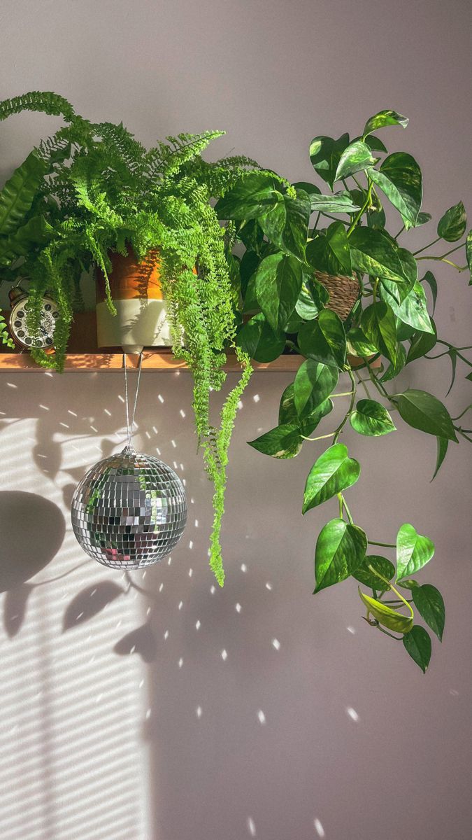 Plants, disco ball, interior design, bedroom decor Plants Aesthetic, Ball Aesthetic, Plant Aesthetic, House Plants Decor, Room With Plants, House Plants Indoor, Pretty Plants, Plant Mom, Room Aesthetic