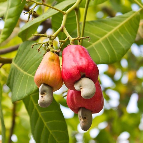 the fruit is hanging from the tree and ready to be eaten