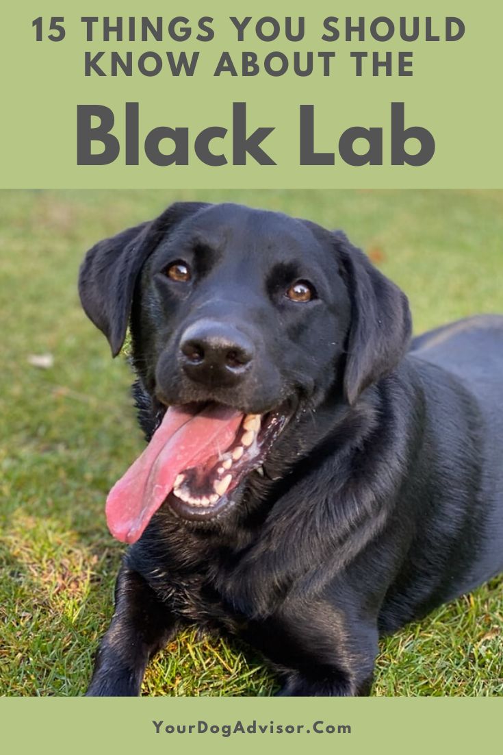 a black lab laying in the grass with its tongue out