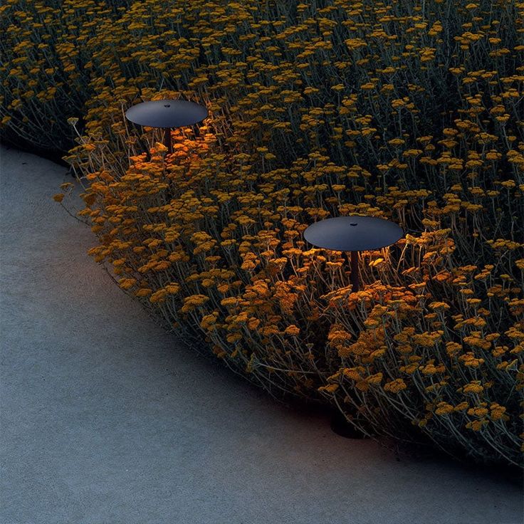 two black umbrellas sitting in the middle of yellow and orange flowers at night time