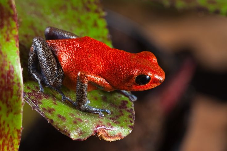 a red and black frog sitting on top of a leaf