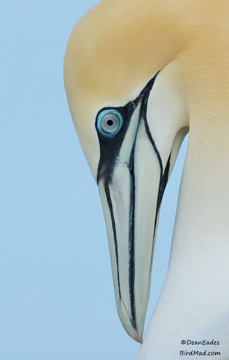 a large white bird with a blue eye on it's head and neck is standing in front of a light blue background