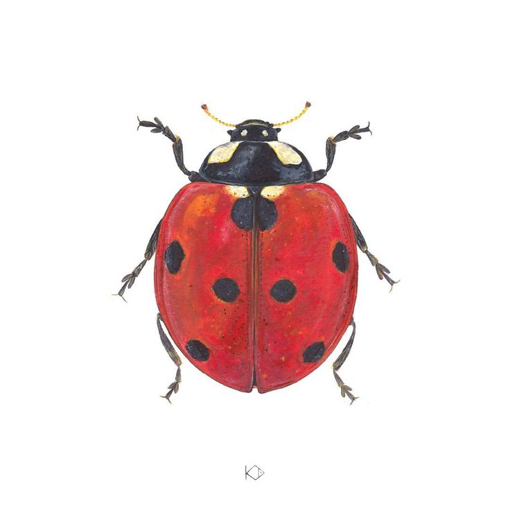 a drawing of a lady bug on a white background