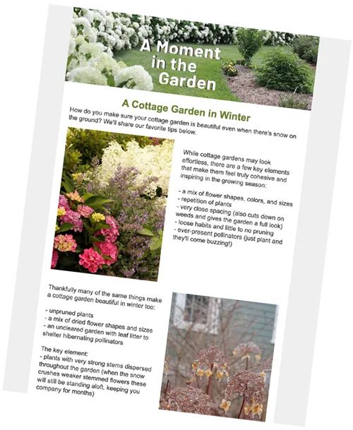 a brochure with pictures of flowers and plants in the garden, including roses