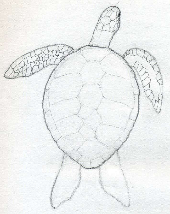 a drawing of a sea turtle on white paper