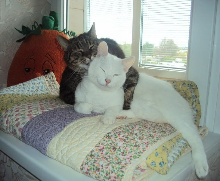 two cats sitting on top of a bed next to each other in front of a window