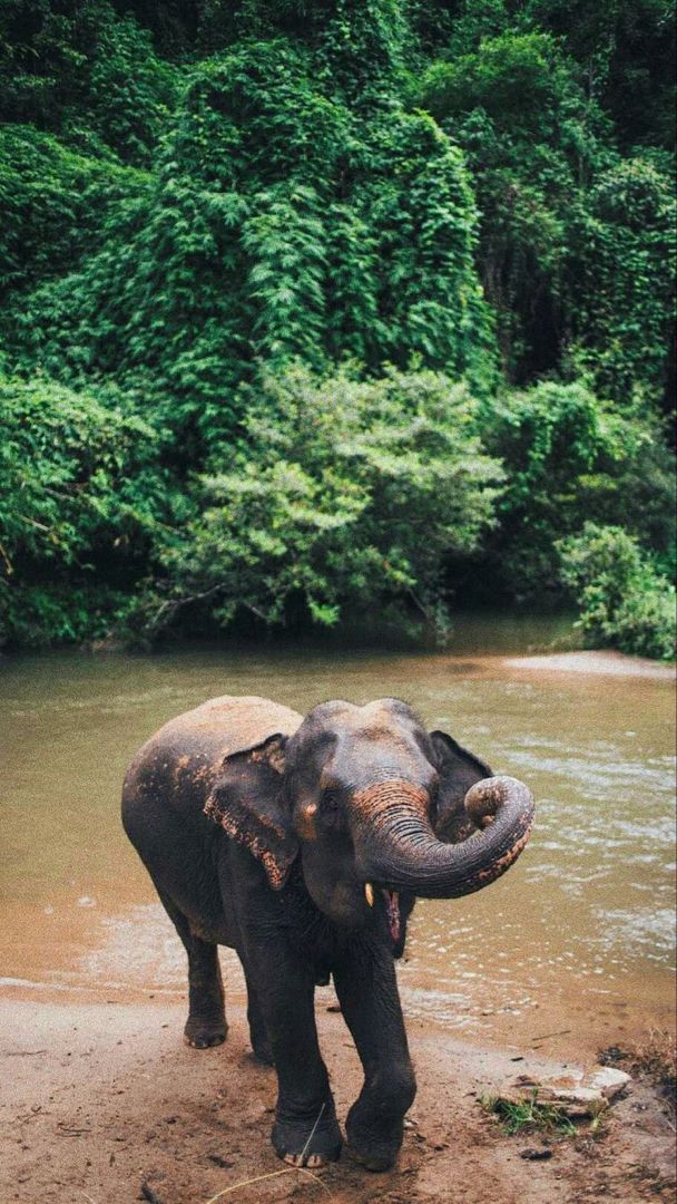 an elephant is standing in the mud near some water and trees with its trunk hanging over it's head