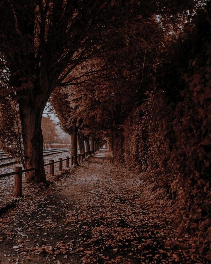 an empty road surrounded by trees with leaves on the ground