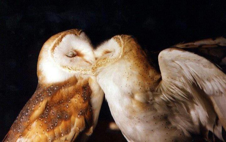 two owls sitting on top of each other with their eyes closed and one is kissing the other