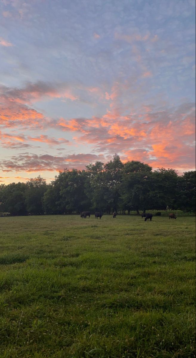 cows grazing in a field at sunset with pink and blue clouds above the trees behind them