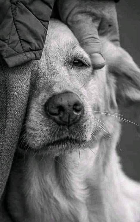 a black and white photo of a dog with its head on the back of a person's shoulder