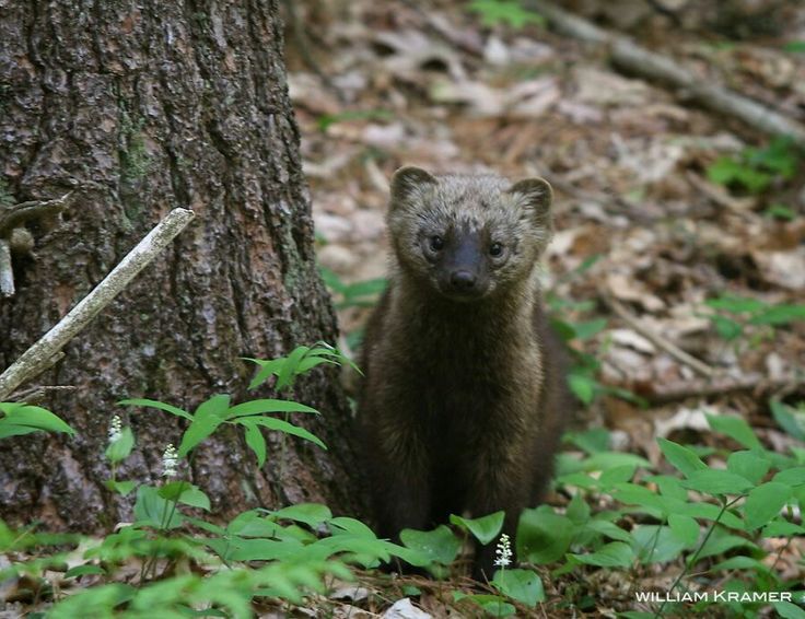 a small brown animal standing next to a tree in the forest with green leaves on the ground