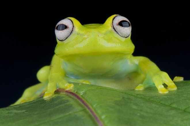 a green frog sitting on top of a leaf with big eyes looking at the camera