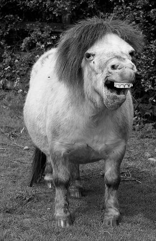 a black and white photo of a horse with it's mouth open showing teeth