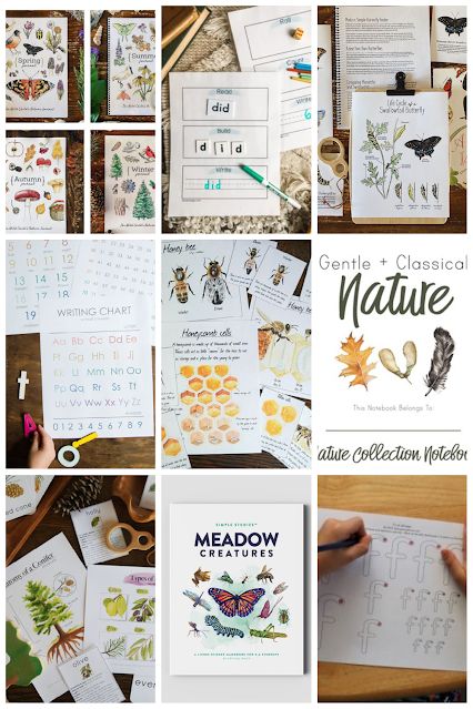 several pictures of nature and insect activities for children to do with their teacher's hands