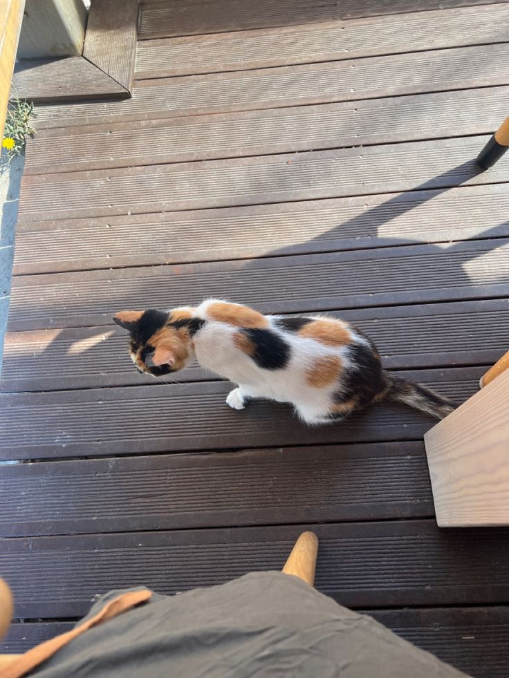 a calico cat sitting on a wooden deck