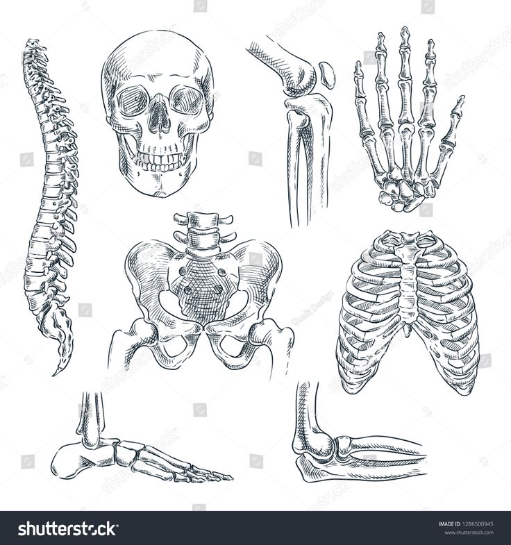 the human skeleton and its bones in black and white stock photo royaltyvectors