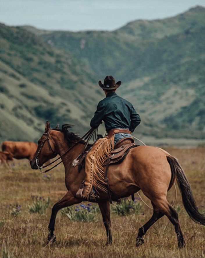 a man riding on the back of a brown horse in a field next to cattle