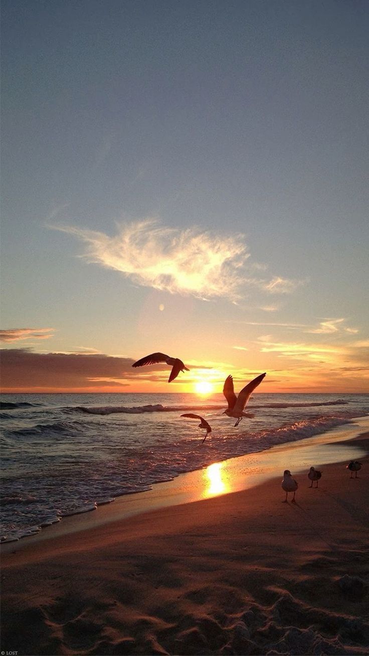 seagulls flying over the beach at sunset