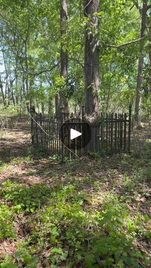 a gate in the middle of a forest with lots of trees and bushes around it