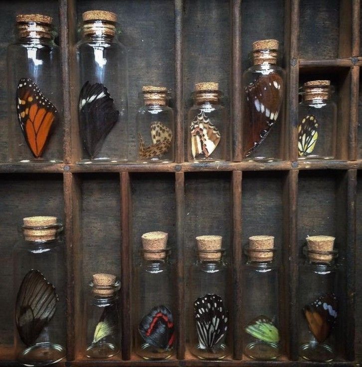 several glass jars filled with different types of butterflies on display in a wooden crated wall