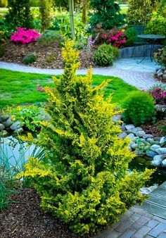 a garden with lots of green plants and rocks