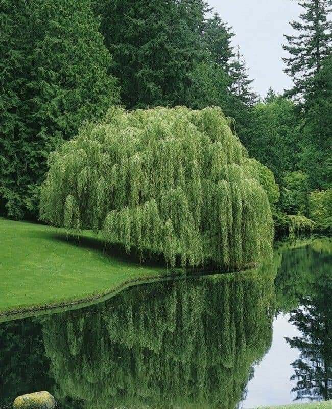 a pond surrounded by lush green trees and grass