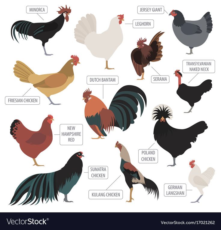 different types of chickens and roosters