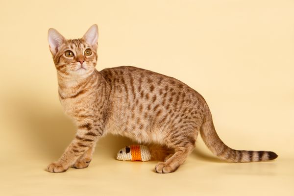 a cat standing next to a toy on a yellow background