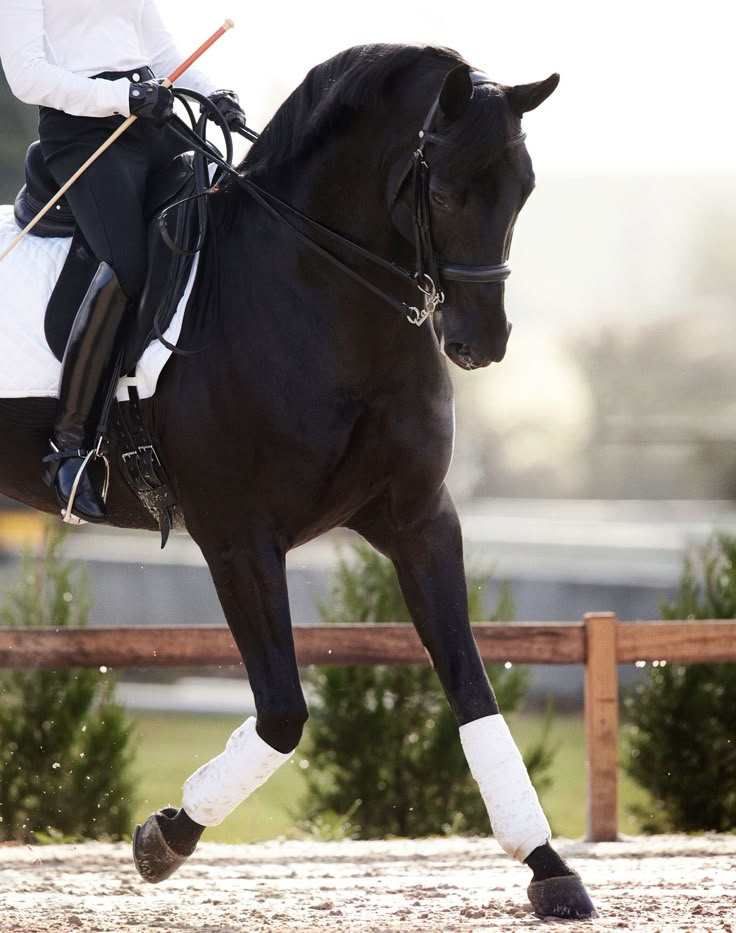 a woman riding on the back of a black horse