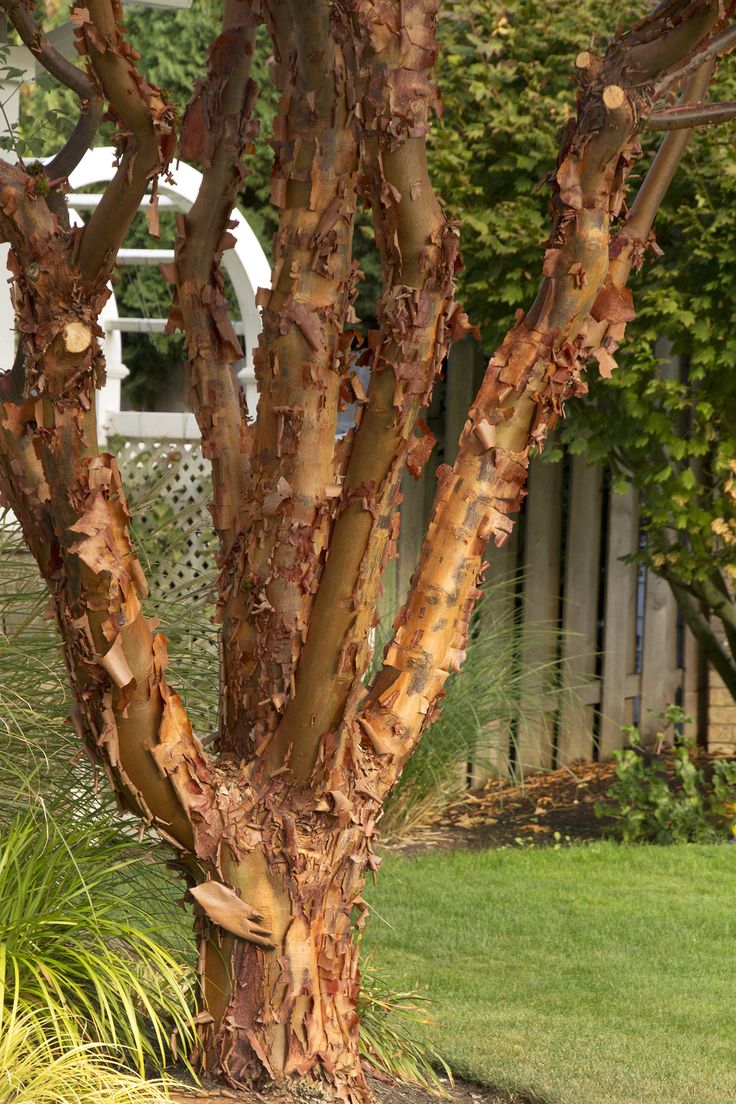 a tree that has been cut down in the yard