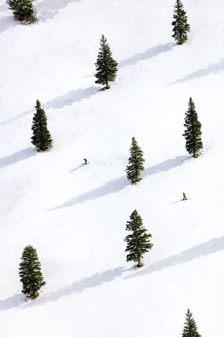 several people skiing down a snow covered slope with trees in the foreground and one person on skis