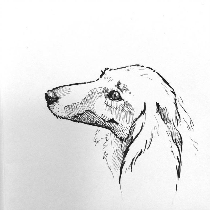 a drawing of a dog's head in black and white with the background drawn