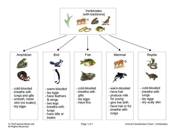 an animal life cycle is shown in this diagram