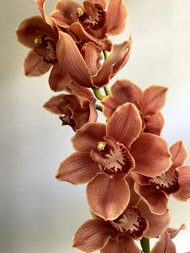 an image of a bunch of flowers that are blooming