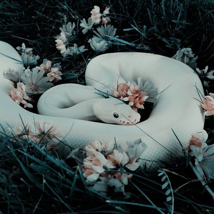 a white snake curled up in some flowers