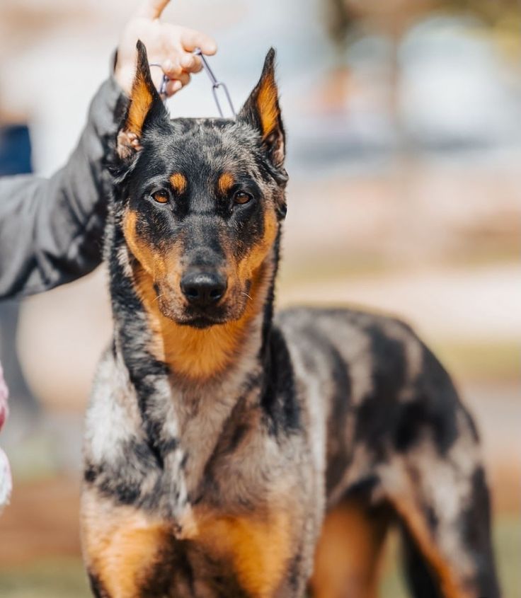 a dog is being held by its owner