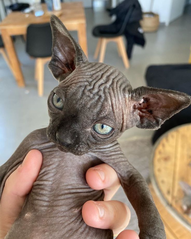 a person holding up a hairless cat with blue eyes in front of a table