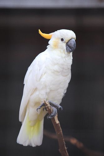 a white and yellow bird sitting on top of a tree branch